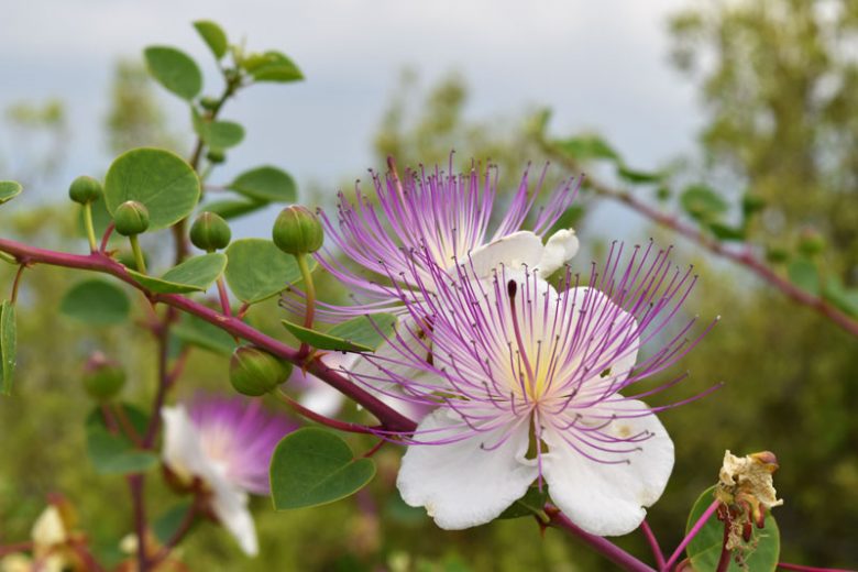 Antidiabetic effects of Capparis spinosa